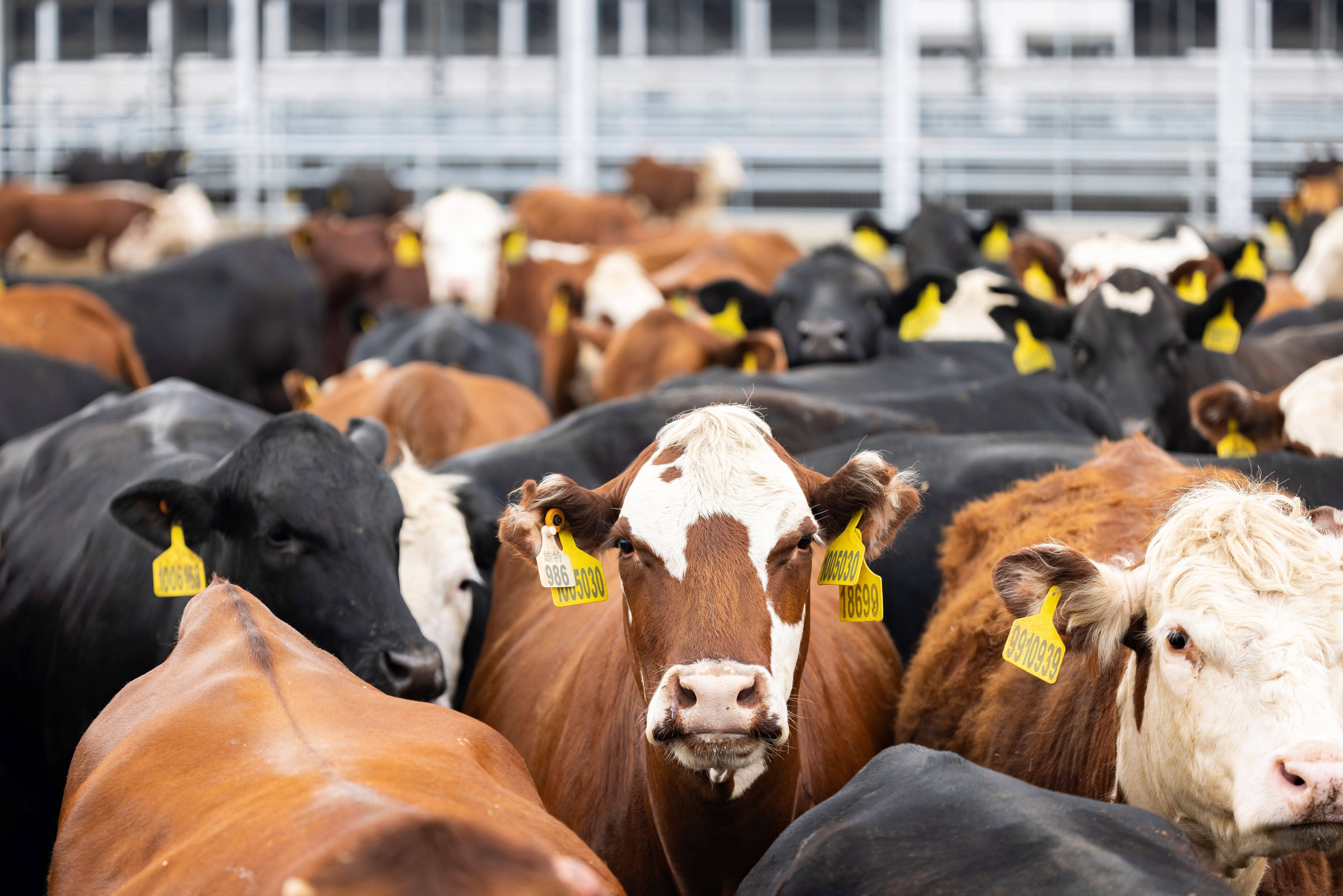 起诚意打造国人自己的和牛品牌AG真人网3个国产和牛品牌崛(图2)